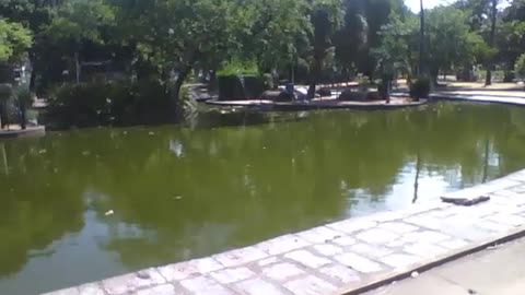 Recording the lake in the park, it is a beautiful place to enjoy [Nature & Animals]