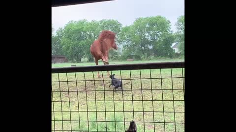 Horse tried to kick the dog!!
