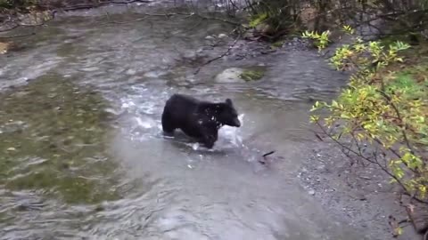 bear catching fish