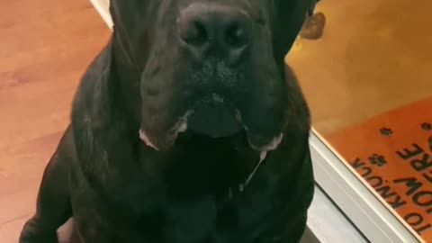 Cane Corso not happy he doesn’t get second breakfast