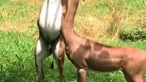 A pair of deer is magnificent