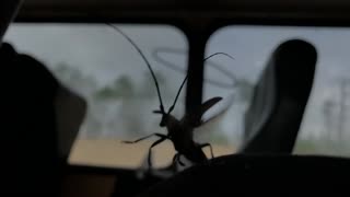 beetle take-off
