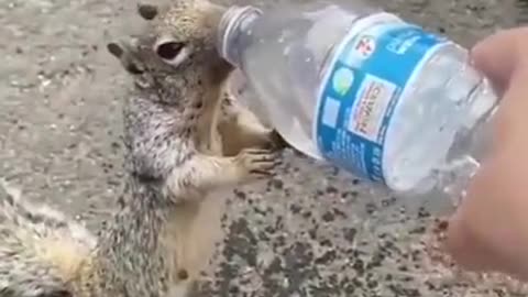 squirrel asking for water for humans