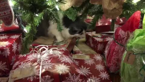 Willow snooping under Christmas tree