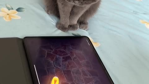 Cat playing game in the Tablet #shorts #viral #rumble