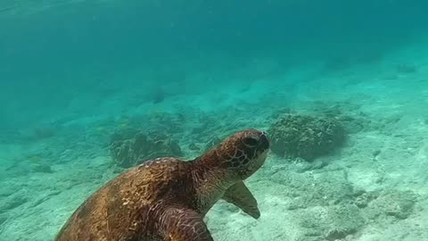 honu#makeeverythingbetter