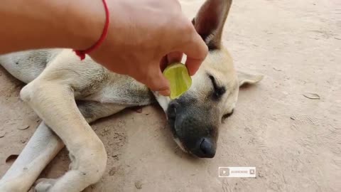 Lemon Prank Dog So Funny Try To Stop Laugh Challenge 2021!!Wow amazing!!