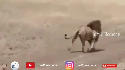 Tamil funny video with Lion