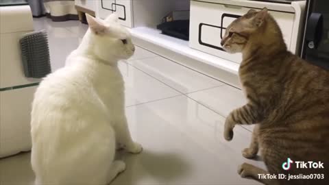 Cat talking funny videos