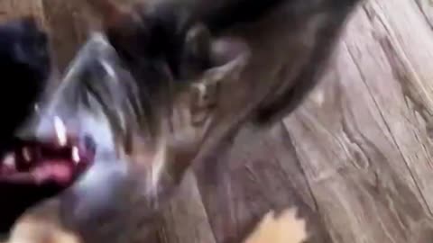 funny cat and dogs 🎥 94 #shorts #funnycatanddogs #cute #pets