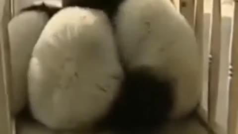 Panda funny Video