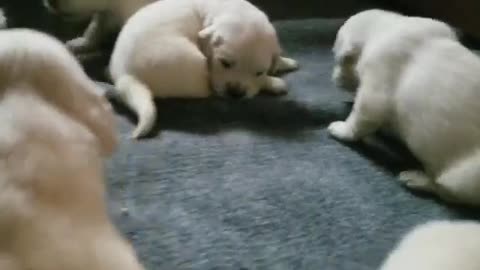 3 week old golden retriever puppies find their voices