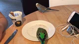 Budgies having breakfast