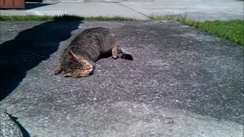 Cat rolling around in the sun is simply fantastic