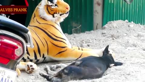 Funny prank fake lion and fake tiger prank dog prank
