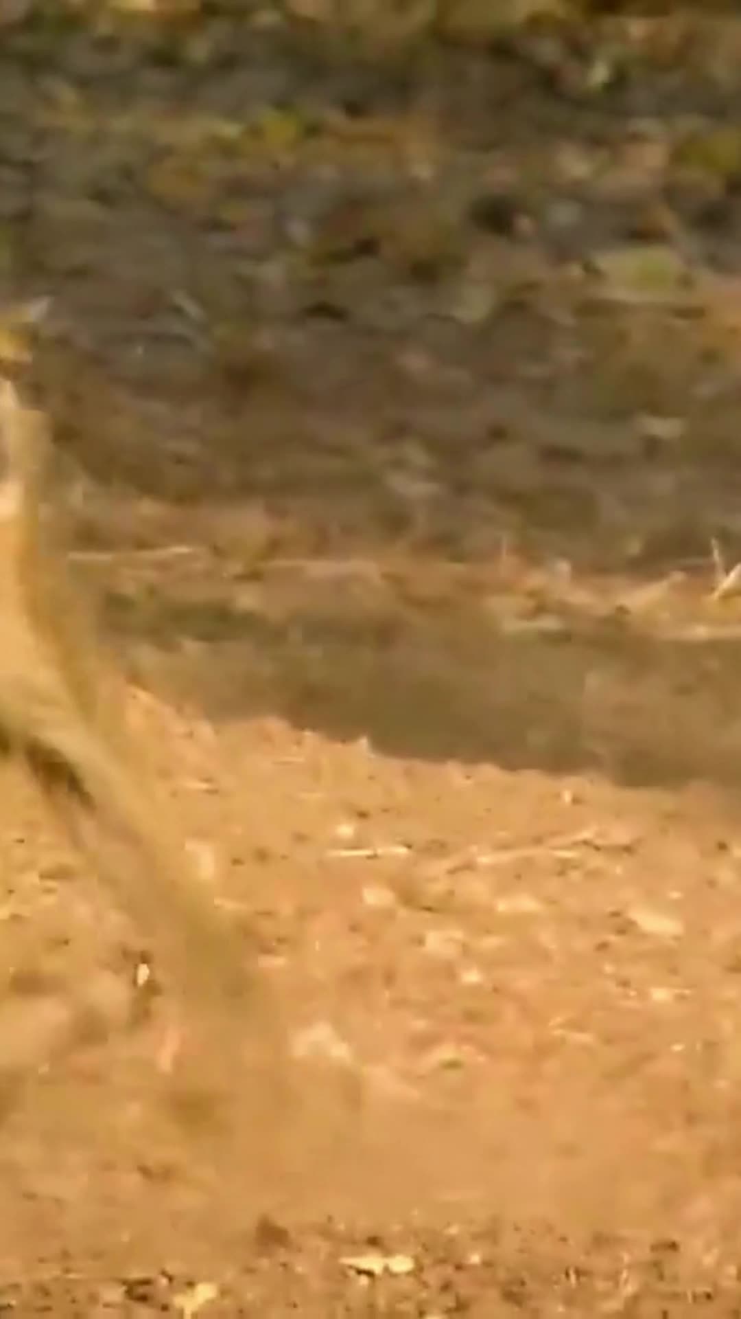 Baboon Was Brutally Avenged By Leopards For Stealing Her Baby - Wild Animal Life