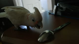 Cockatoo throws a temper tantrum