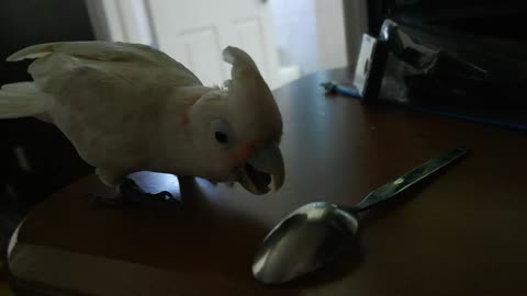 Cockatoo throws a temper tantrum