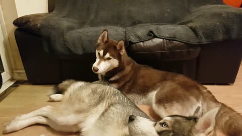 Huskies funny reaction to high pitched sound (Wait for It!!)