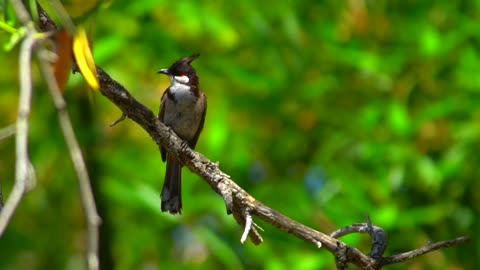 bulbul bird