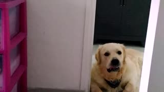 Dog makes face when owner whistles