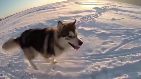 10 Things You Didn’t Know About the Siberian Husky and tips