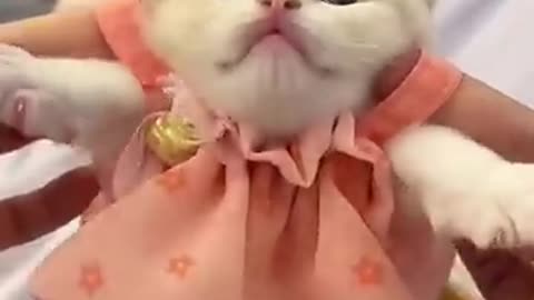 catlover-princesscat-kitten