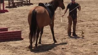 Horse trening
