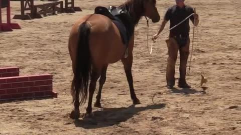 Horse trening