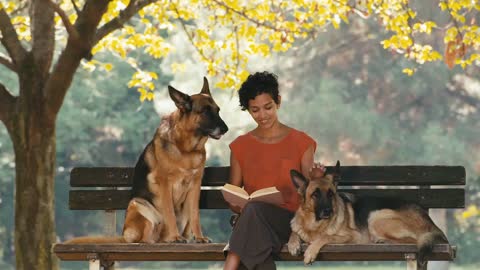 People, pets, dog sitter with alsatian dogs in park