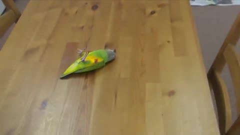 My Parrot Dead