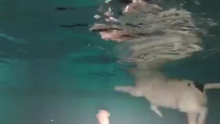 Underwater bulldog bellytickle