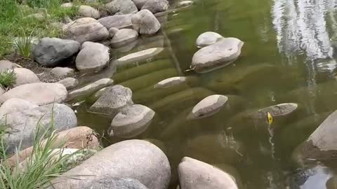 Big rocks by the lake