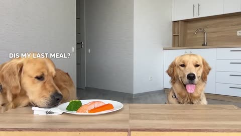 Leaving My Dogs Alone with a Tasty Salmon Steak