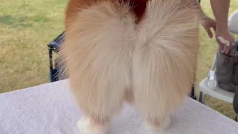 Forget meditation, corgi butt therapy is what you need