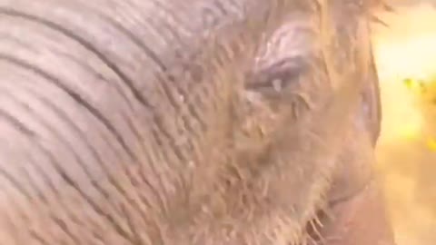 Cute Elephant baby funny video