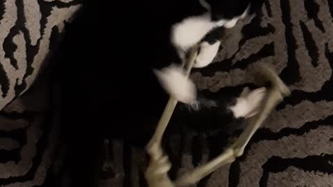 Cat playing with skeleton play fighting