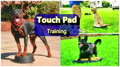 The POWER of TOUCH PAD Training For Puppies and Adult Dog