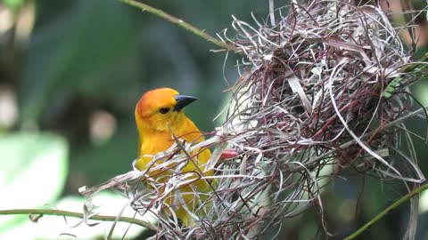 "Brid" nest is amazing