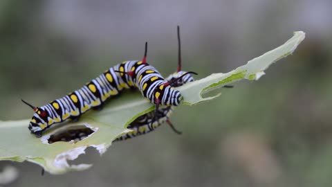 beautiful butterfly larva