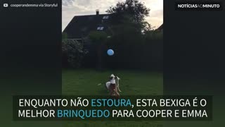 Cães se divertem ao brincar com bexiga