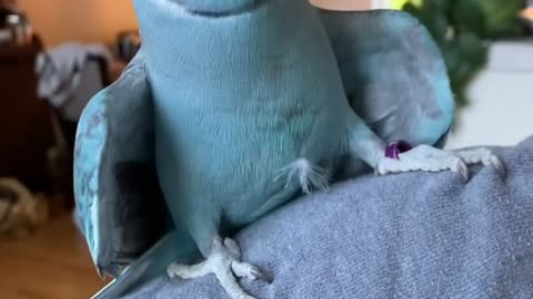 Passionate Parakeet Gets a Little Pushy