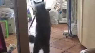 Cat and dog try to get each other