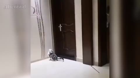 Watch the creativity of this cat😲👍