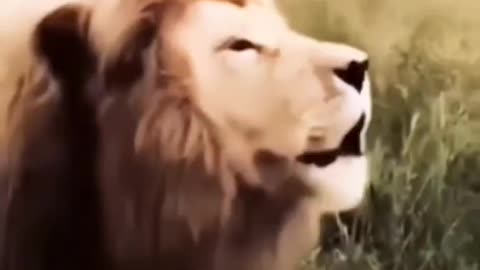 Lion try to Singing a song 🎵