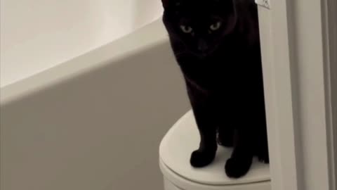 Adopting a Cat from a Shelter Vlog - Cute Precious Piper Starts Her Morning in the Bathroom #shorts