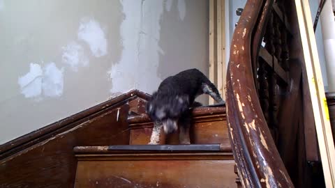 Dog Scared Of Stairs