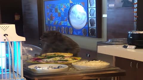 Monkey Enjoys Delicious Samples at Airport Lounge