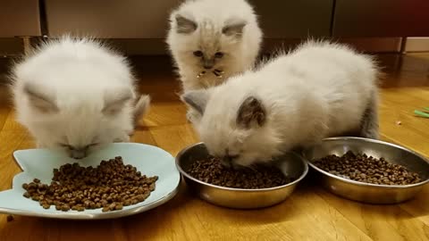 Kittens eating 1 months old