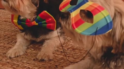 The dog funny video and beautiful video